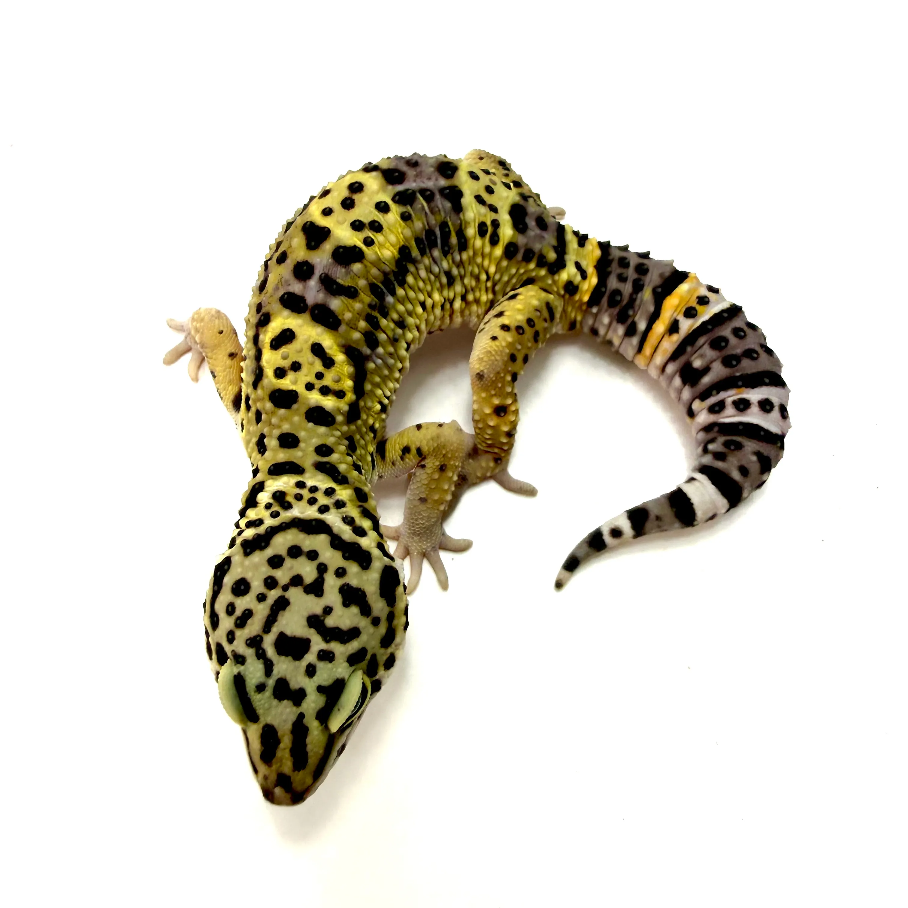 Mandarin  MackSnow BlackNight