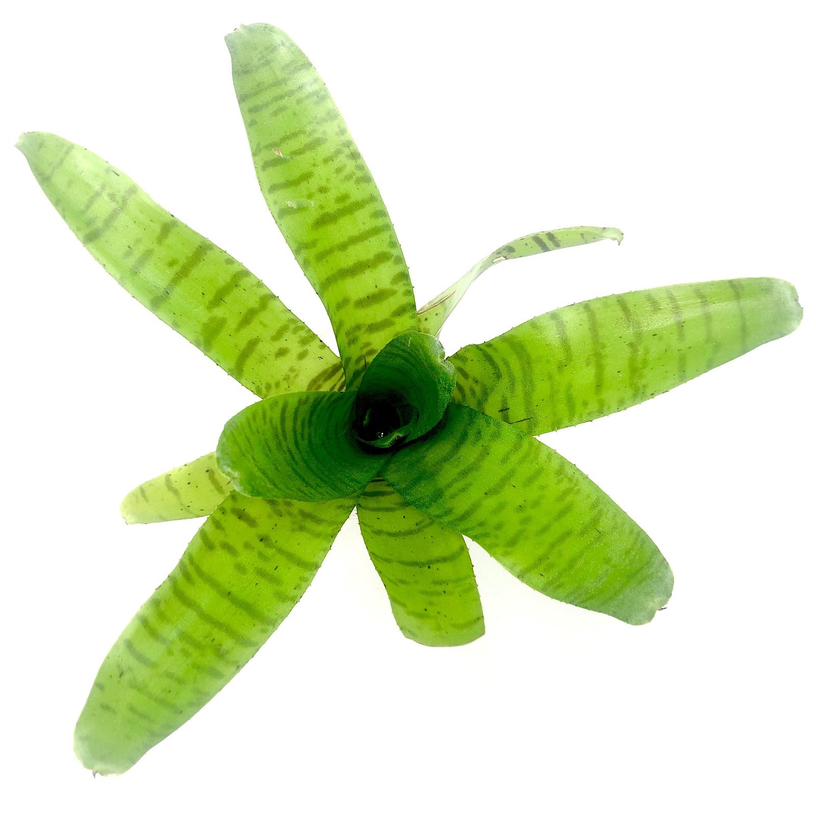 Neoregelia ampullacea Bromelie