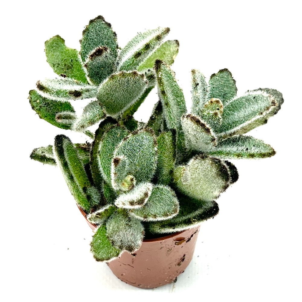 Kalanchoe tomentosa nigra