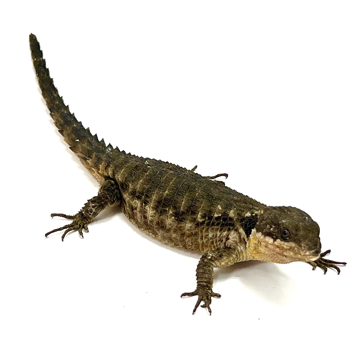 Cordylus tropidosternum Zwerggürtelschweif