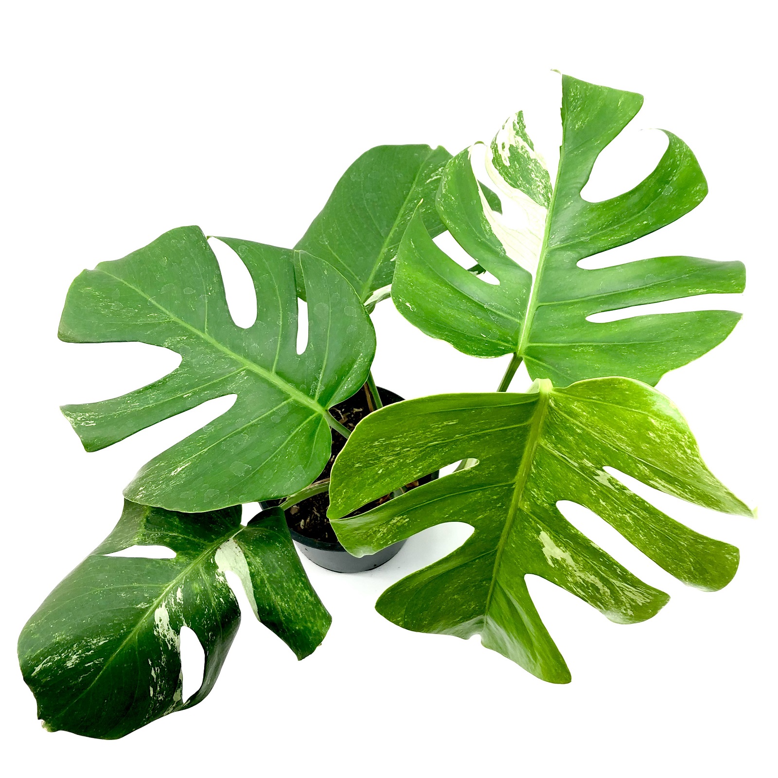 Monstera deliciosa variegata 3 Blätter