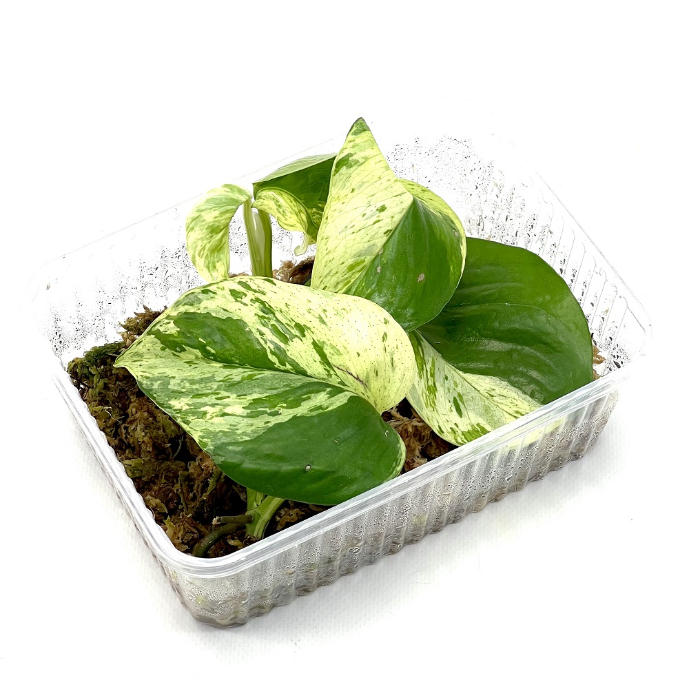 Marble Queen Invitro Epipremnum 