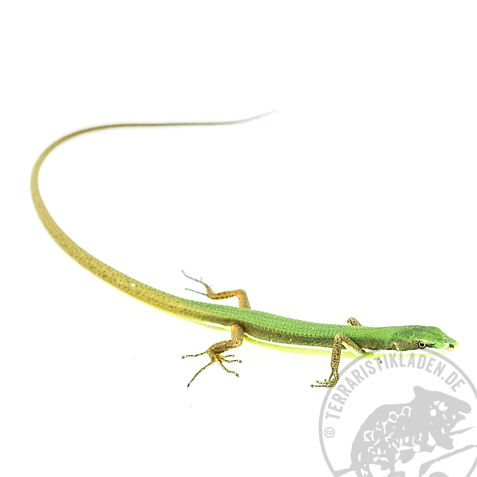 Takydromus smaragdinus