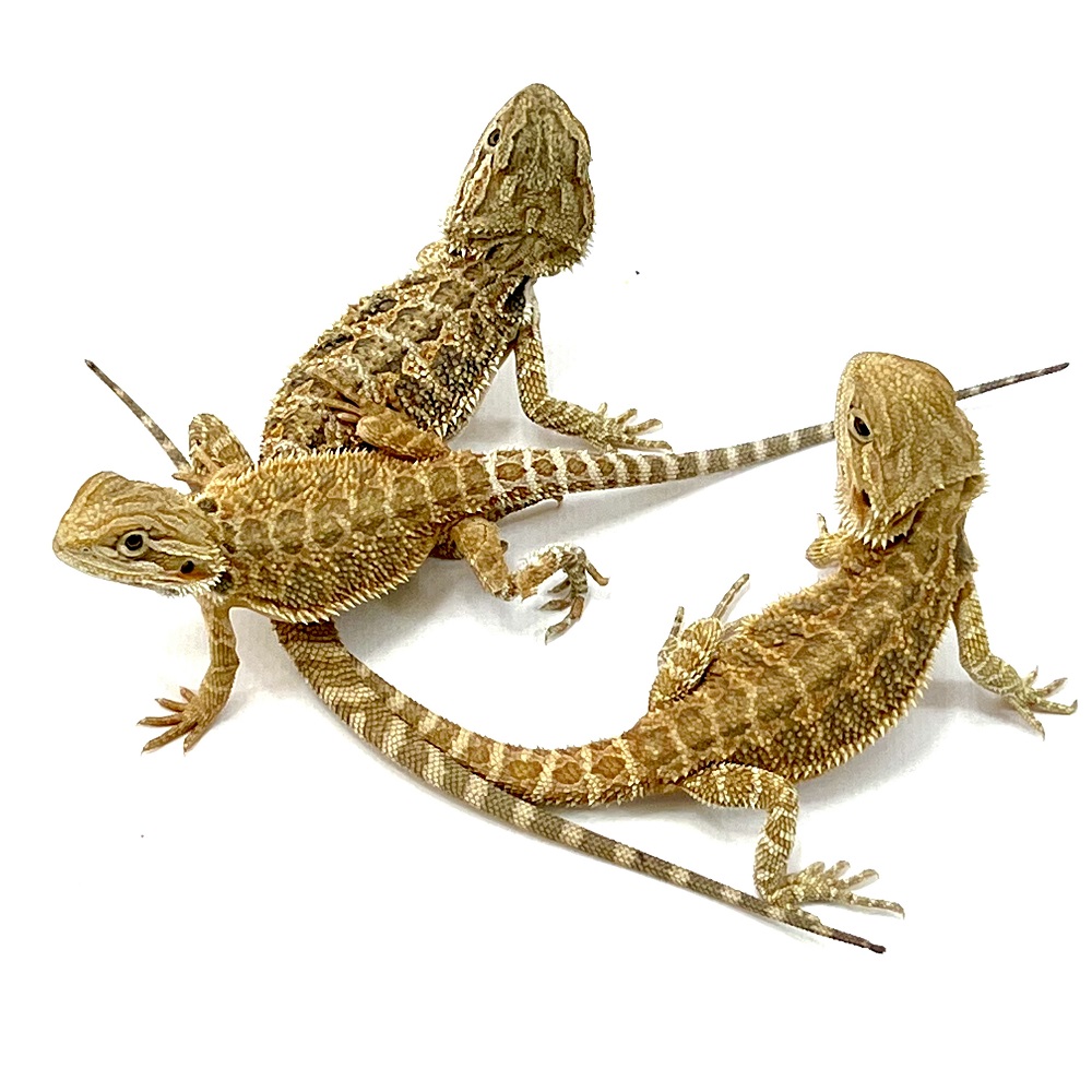 Pogona vitticeps