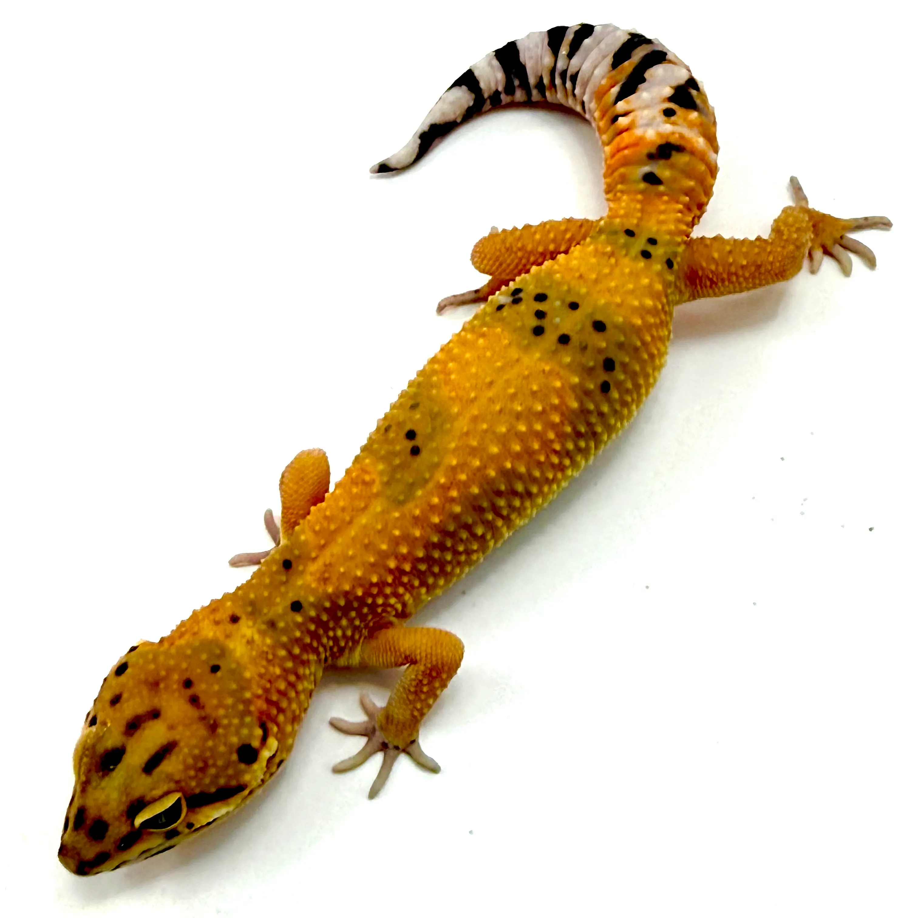 Clown Het Tremper Albino