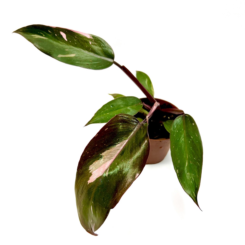 Philodendron Pink Lady