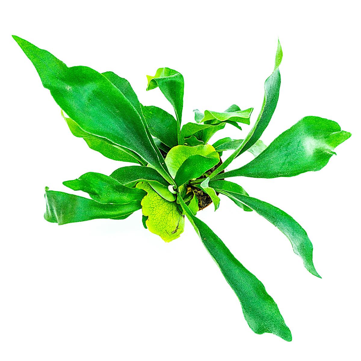 Geweihfarn Platycerium bifurcatum
