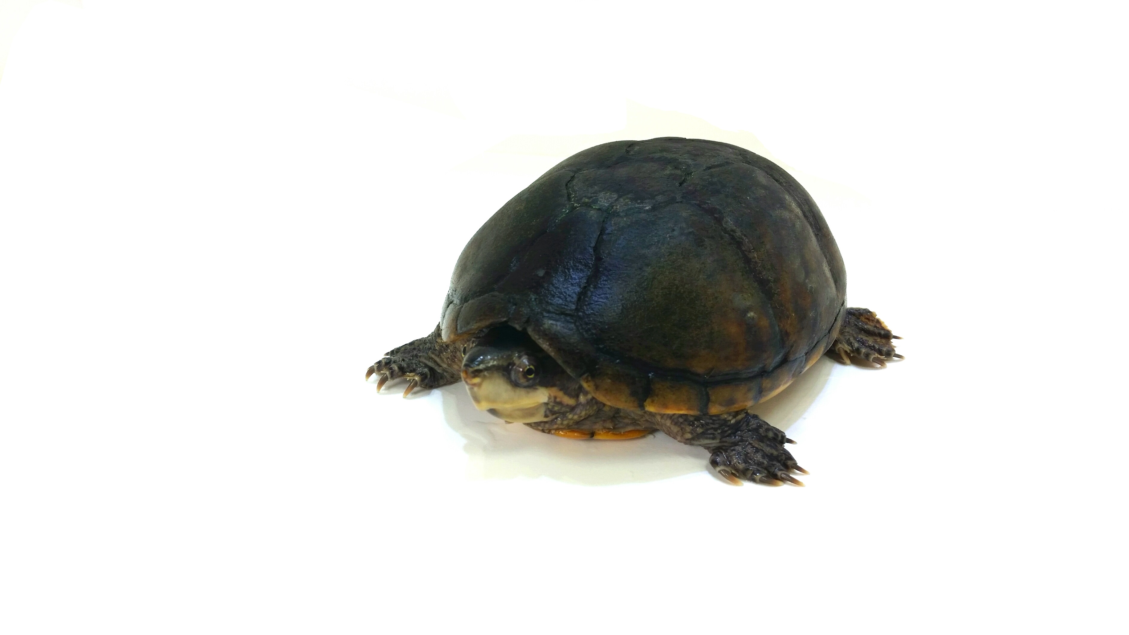 Sternotherus odoratus
