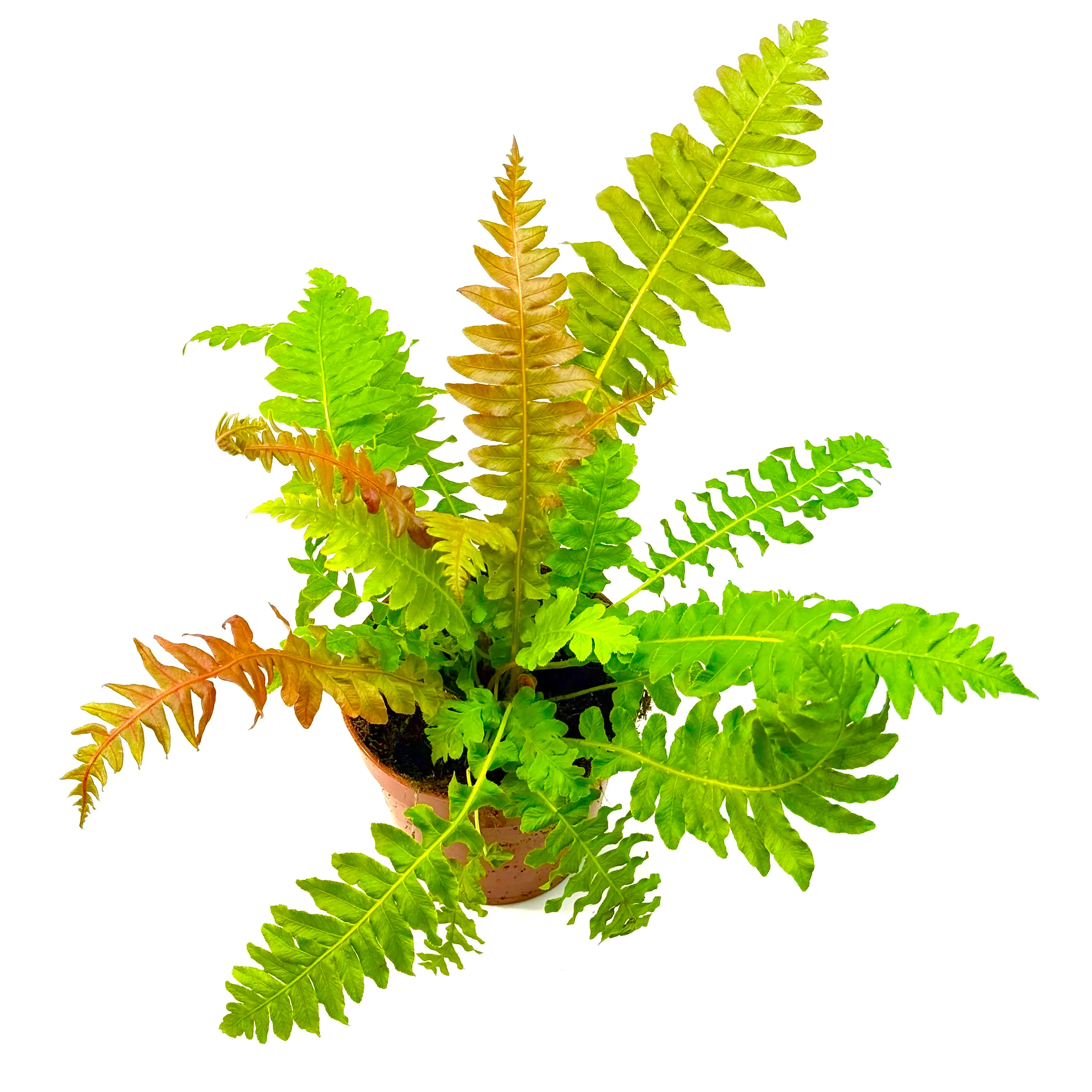 Blechnum gibbum