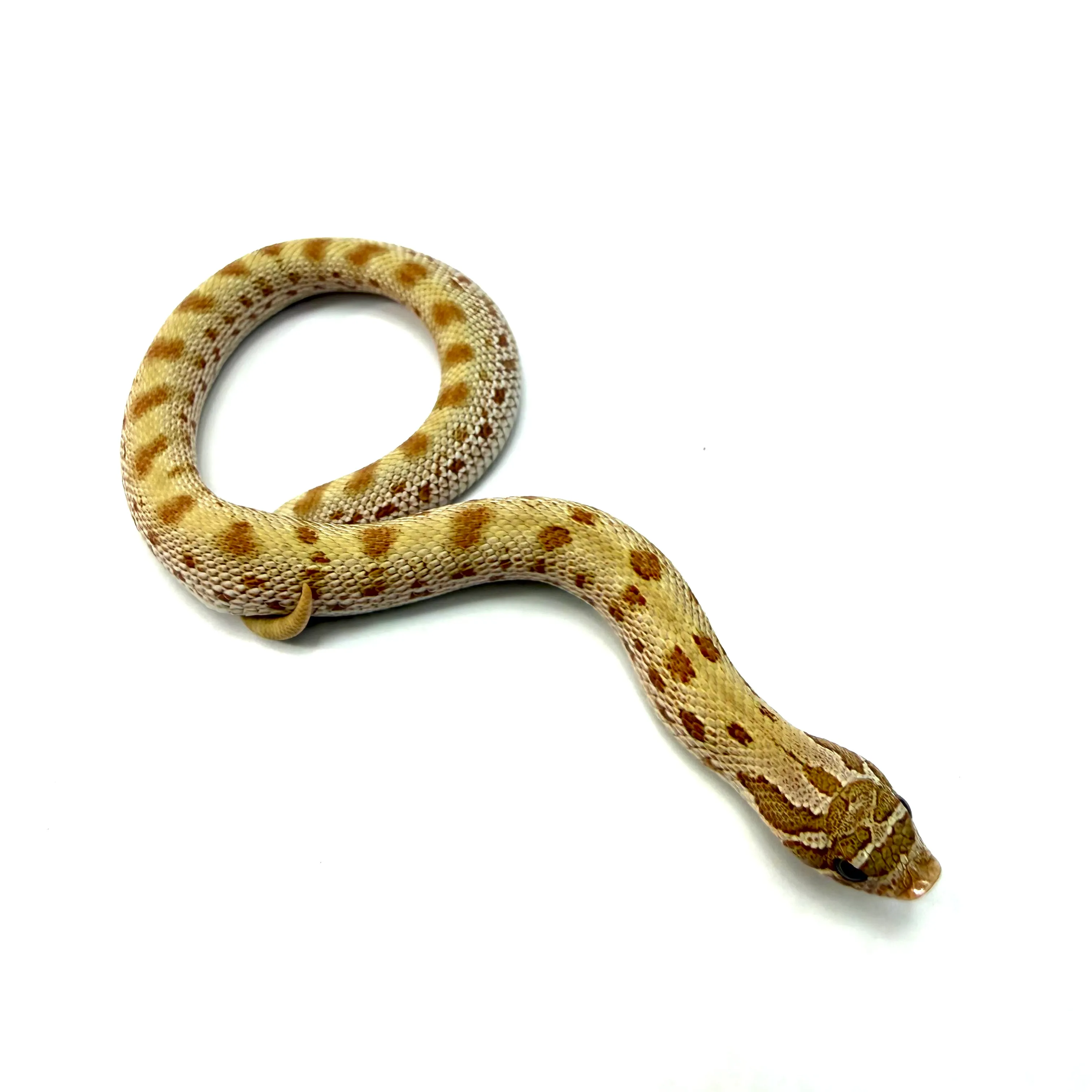 Hakennasennatter Toffee Conda het Axanthic Heterodon nasicus