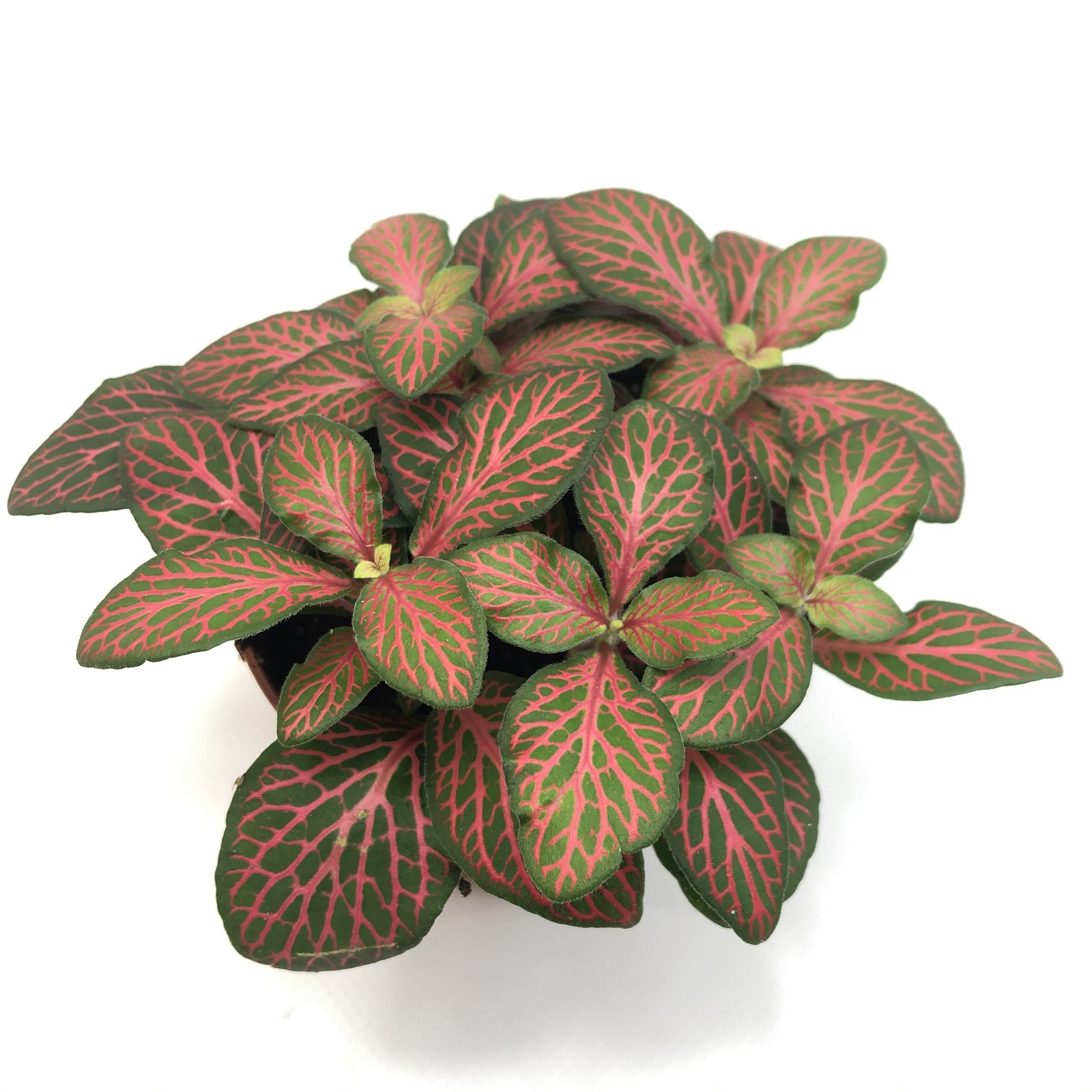Mosaikpflanze Fittonia rot