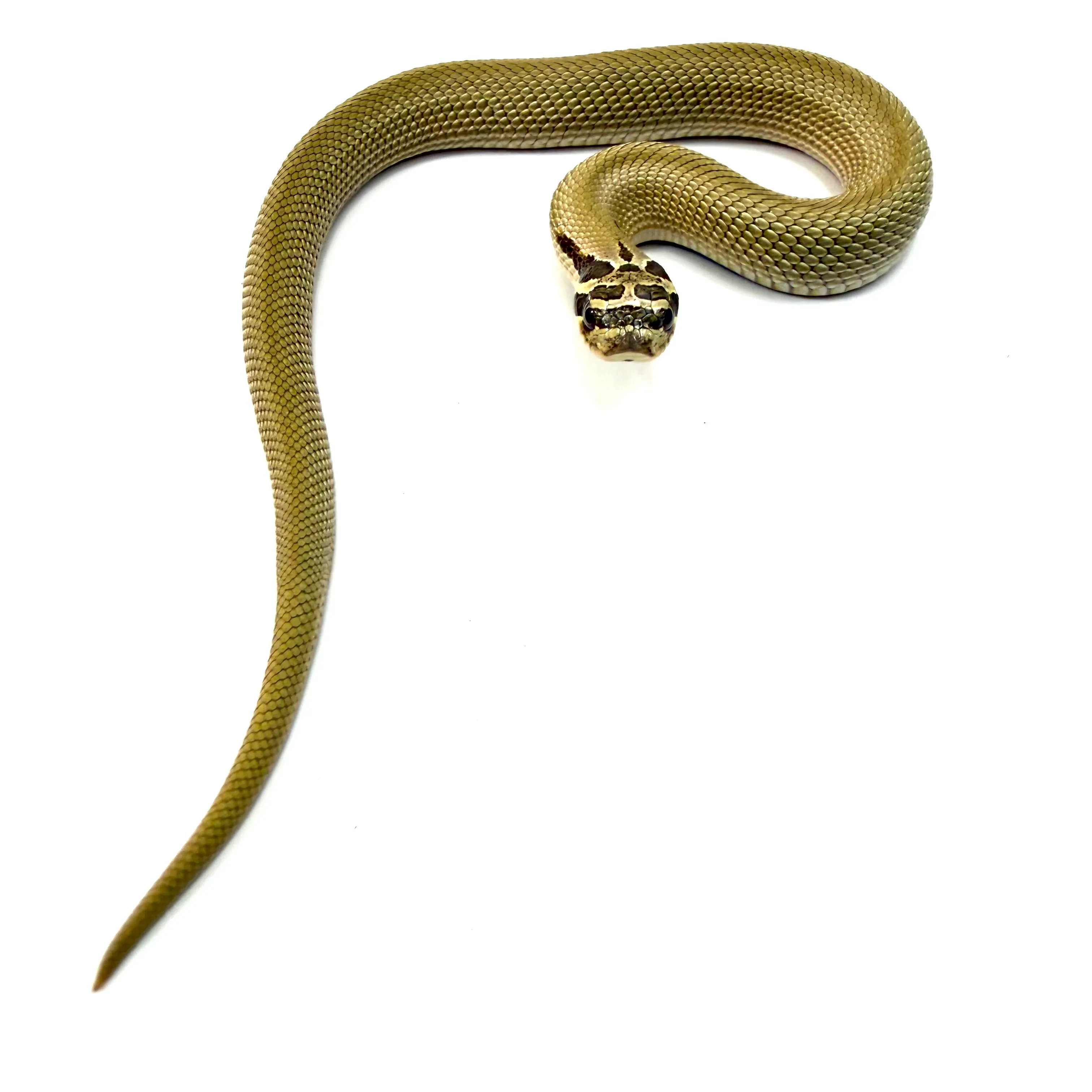 Hakennasennatter SuperConda het Toffee (Heterodon nasicus)