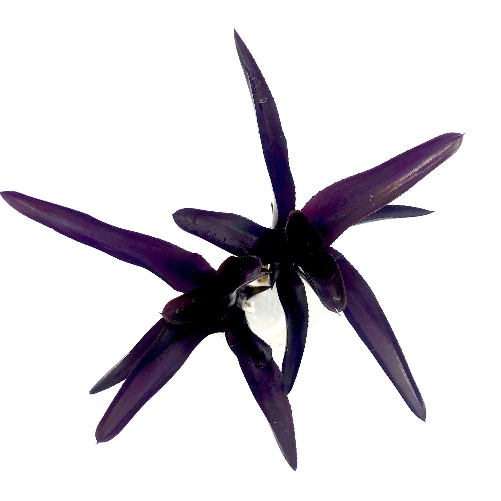 Neoregelia damalis