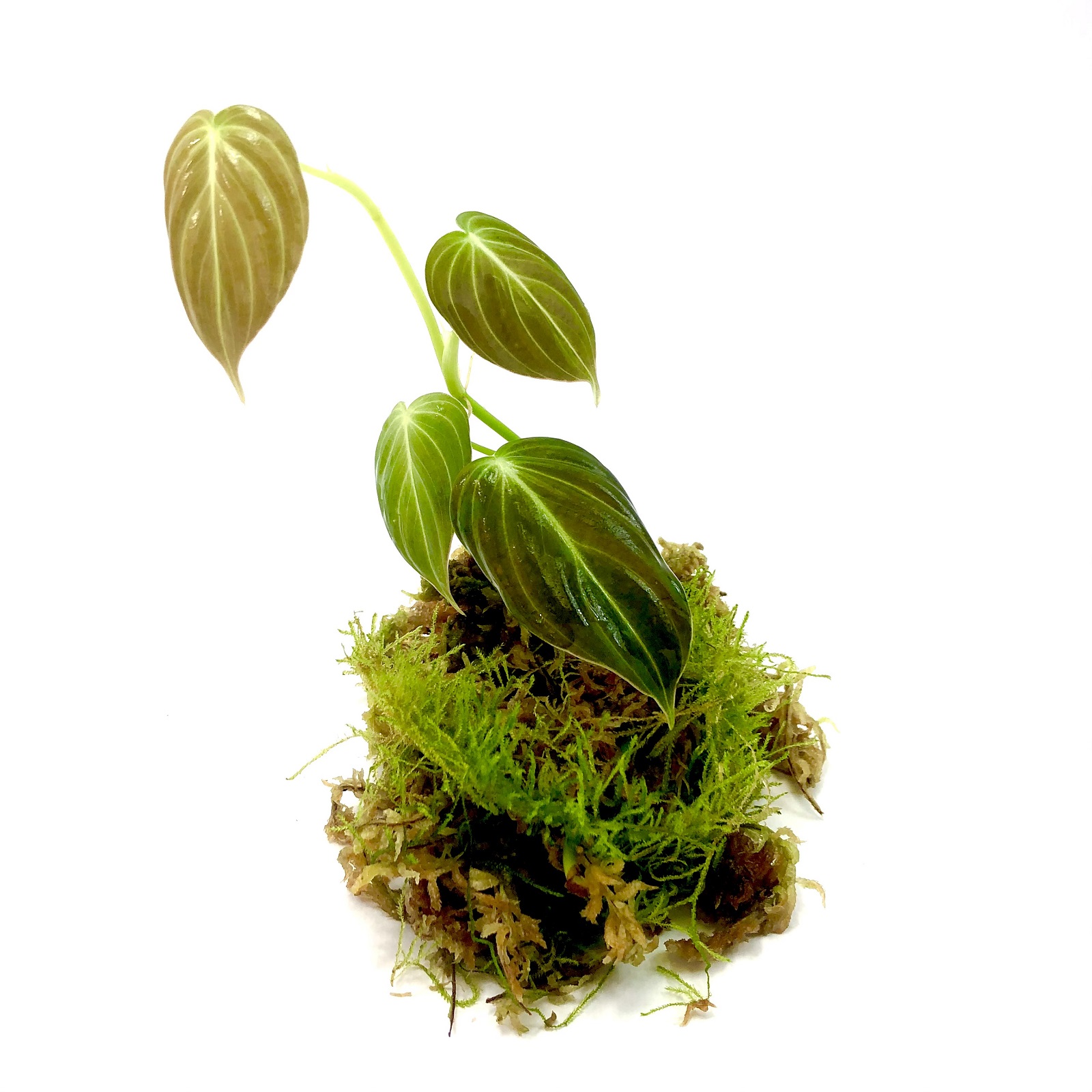 Philodendron melanochrysum