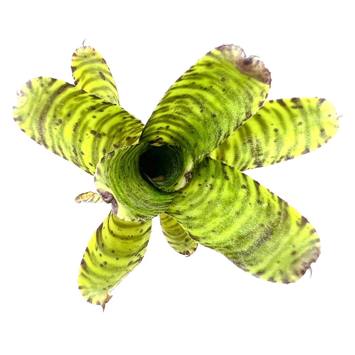 Neoregelia flerida