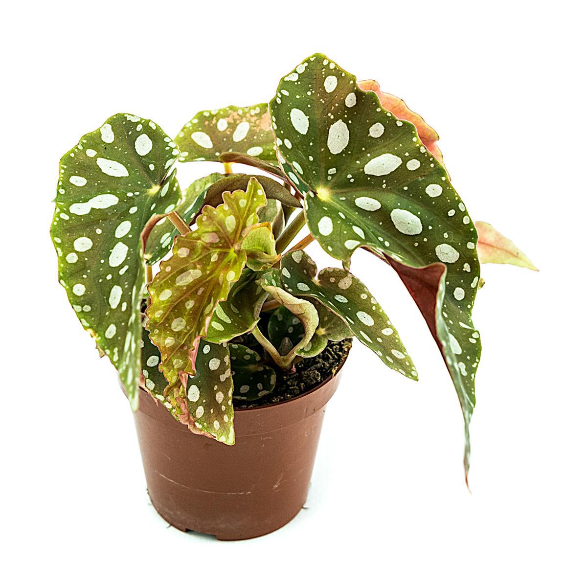 Begonia maculata Forellenbegonie