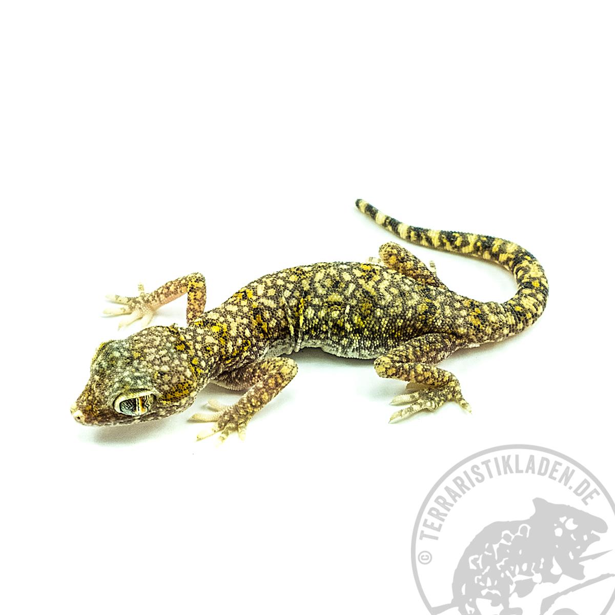 Stenodactylus sthenodactylus