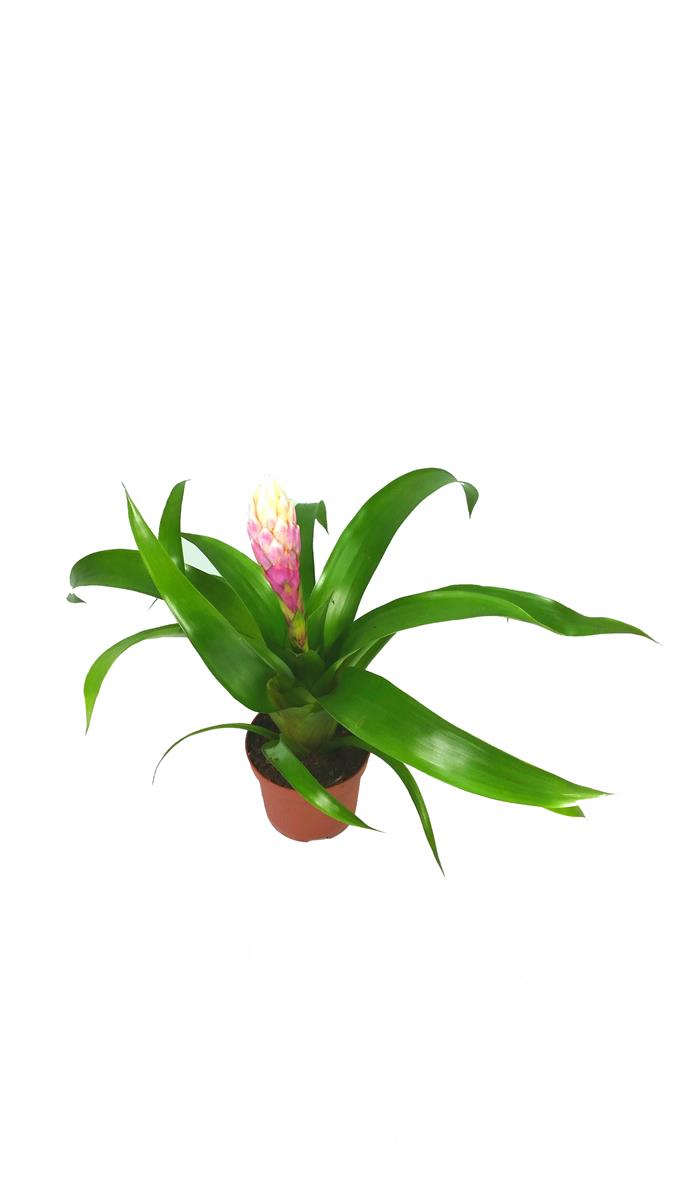 Vriesea spp. Pink