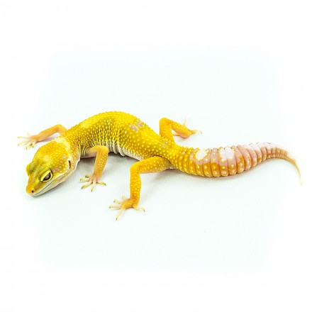 Leopardgecko Albino Mandarin Tangerine Leopardgecko Albino Mandarin Tangerine