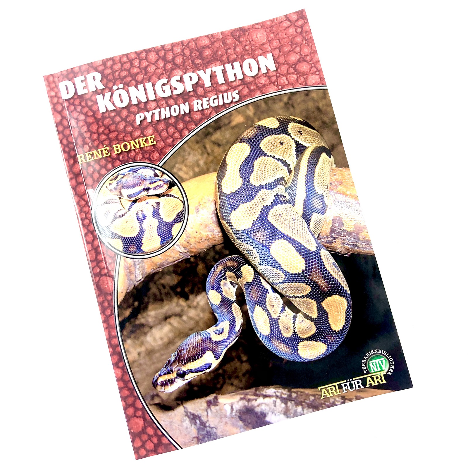 Der Königspython Python regius