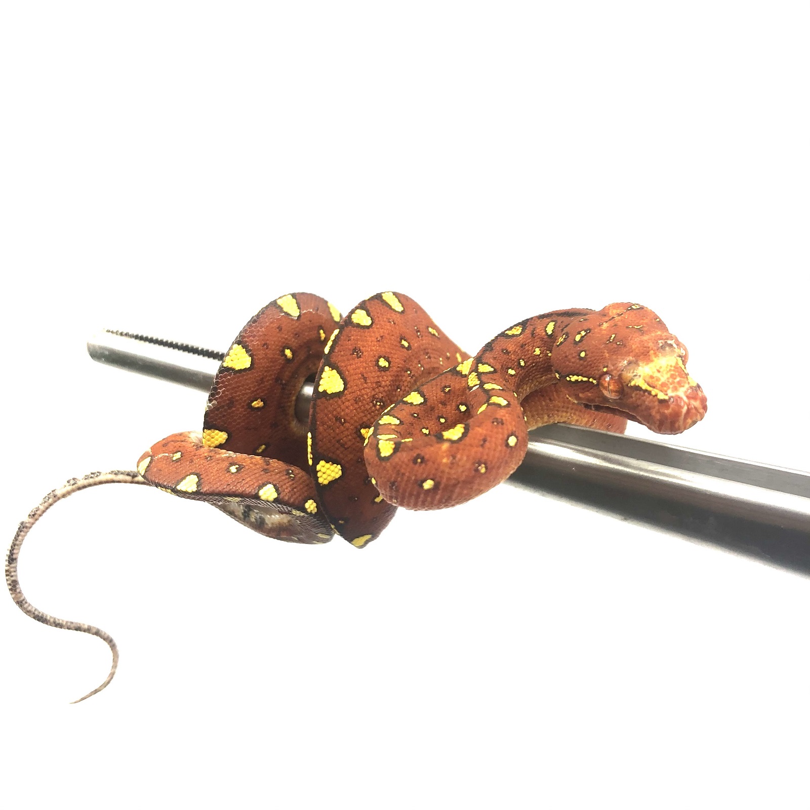 Morelia viridis Biak Baumpython