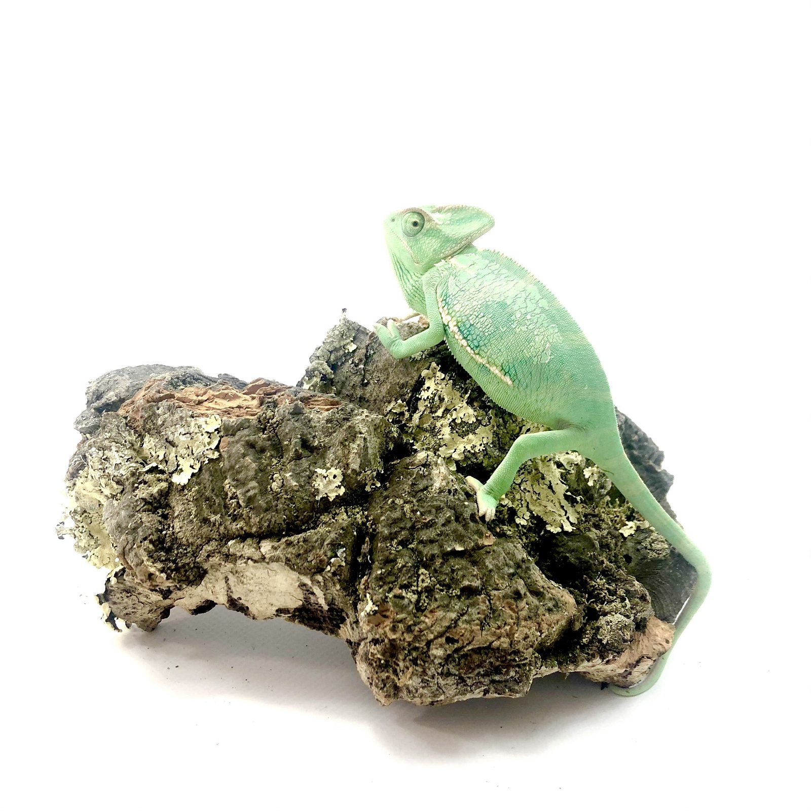 Chamaeleo calyptratus Jemen- Chamäleon