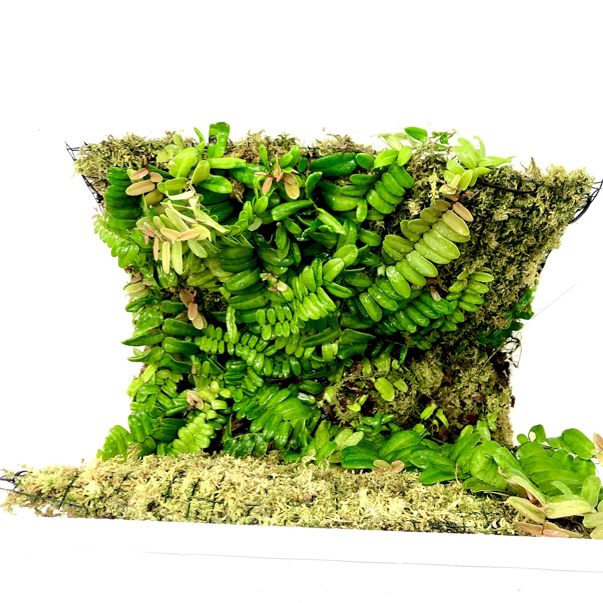 Grow Box 59 x 39,5 x 42 Grow Box 59 x 39,5 x 42