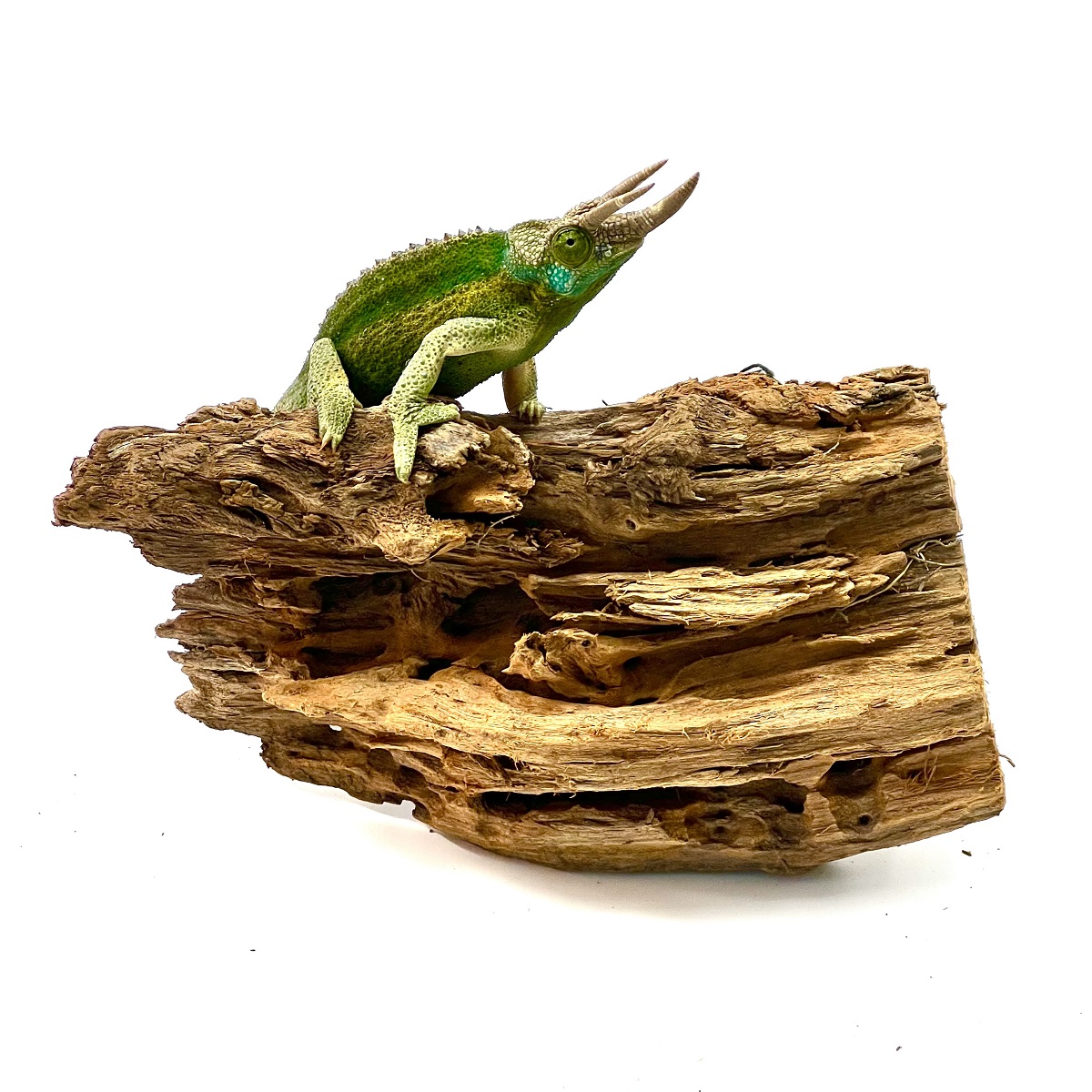 Trioceros jacksonii willengensis Regenbogen Dreihornchamäleon 