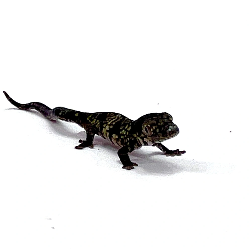 Eurydactylodes vieillardi Pärchen