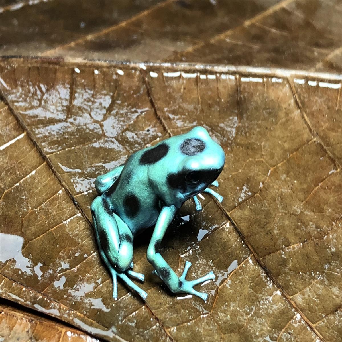 Dendrobates auratus El Cope