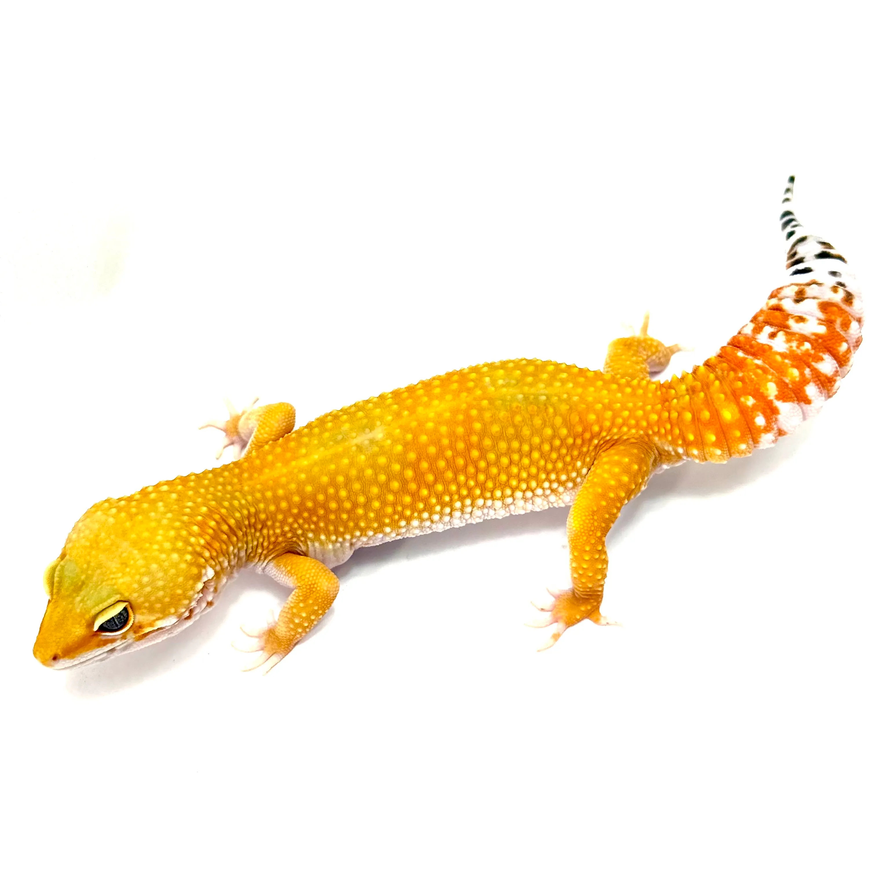 Super Hypo Tangerine Carrot Tail Baldy