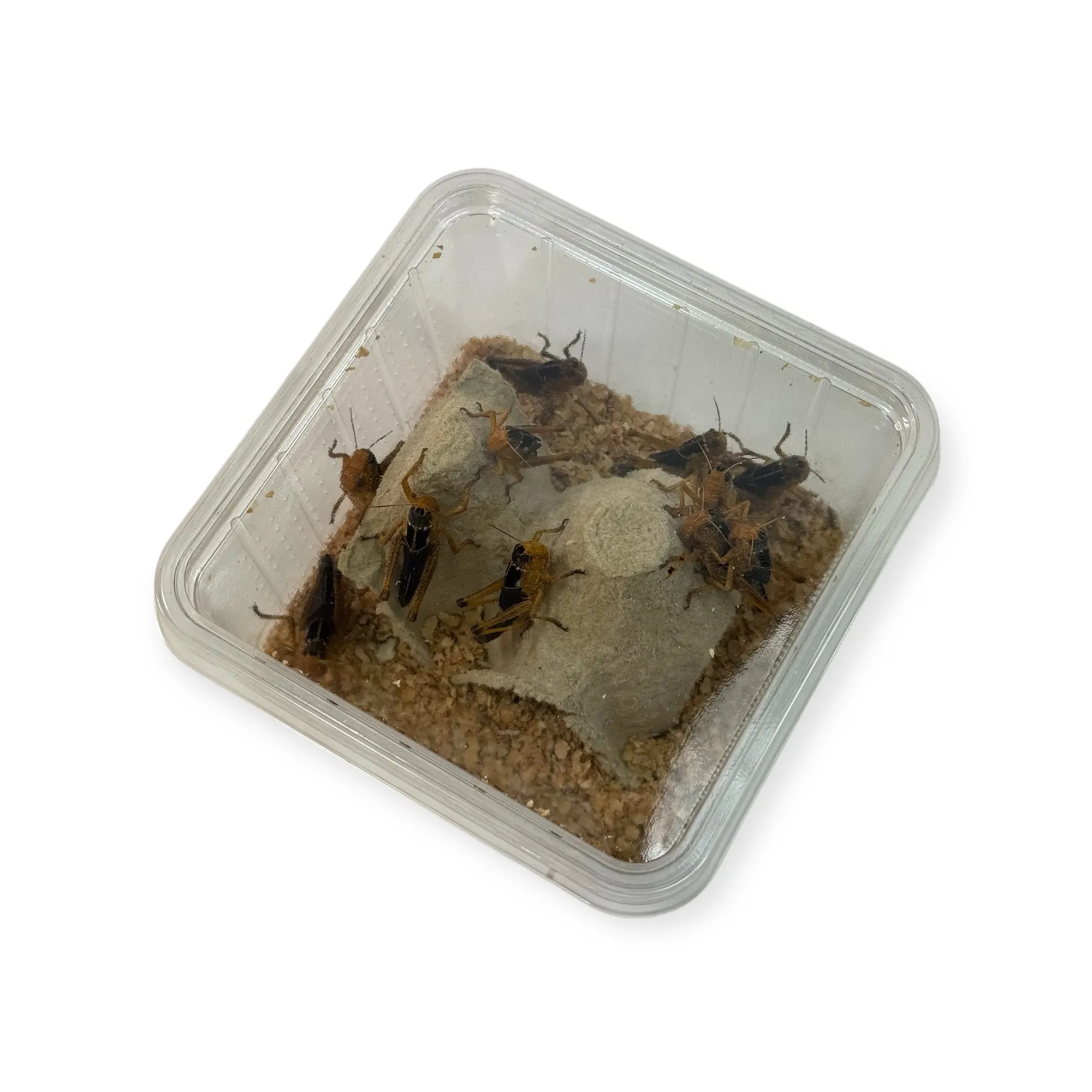 Wanderheuschrecken subadult – VDL