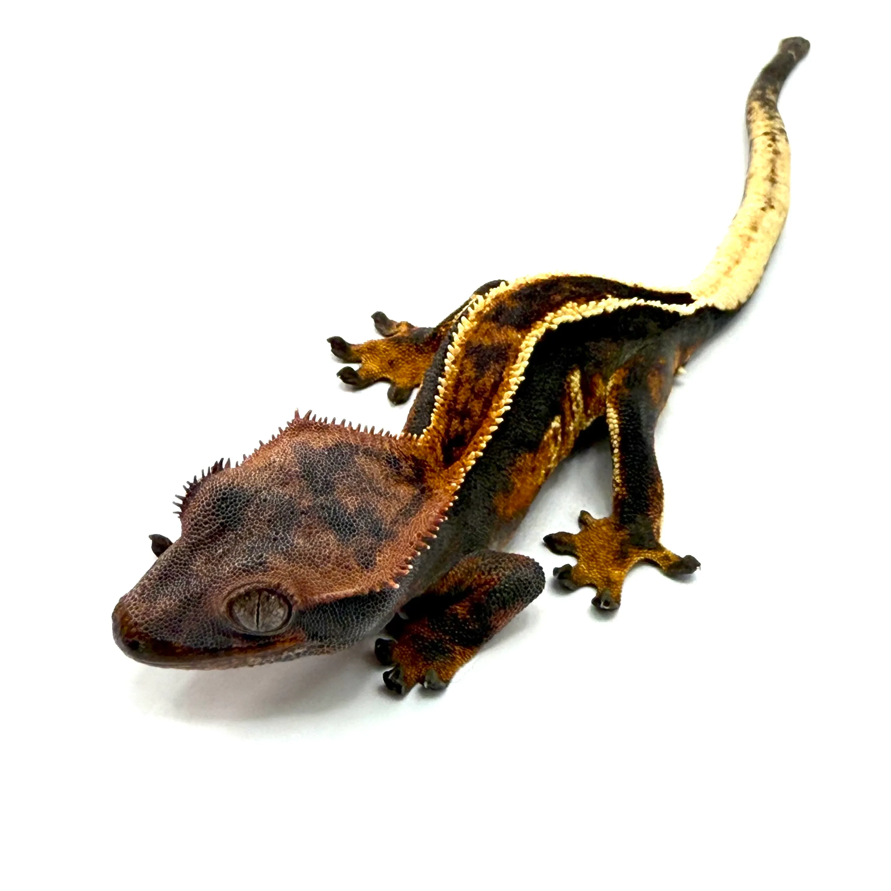 Red Tricolor Pinstripe