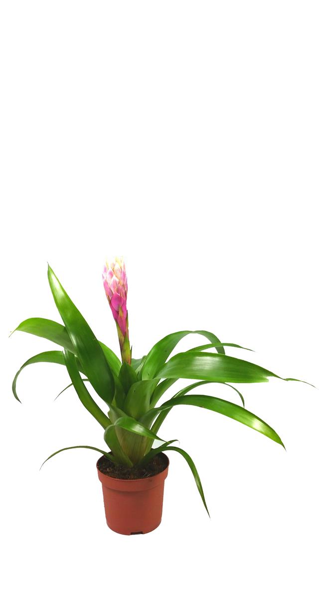 Vriesea spp. Pink