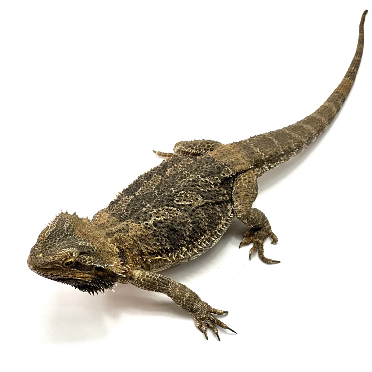 Pogona vitticeps Bartagame Weibchen