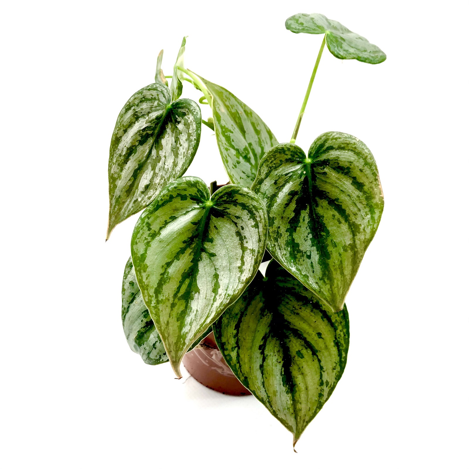 Philodendron brandtianum