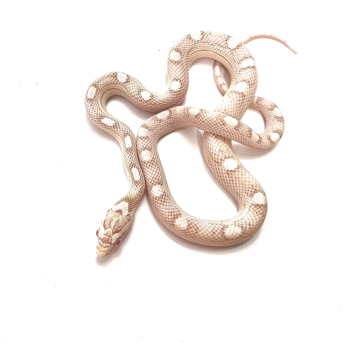 Caramel Ultra Snow Motley Kornnatter Pantherophis guttatus