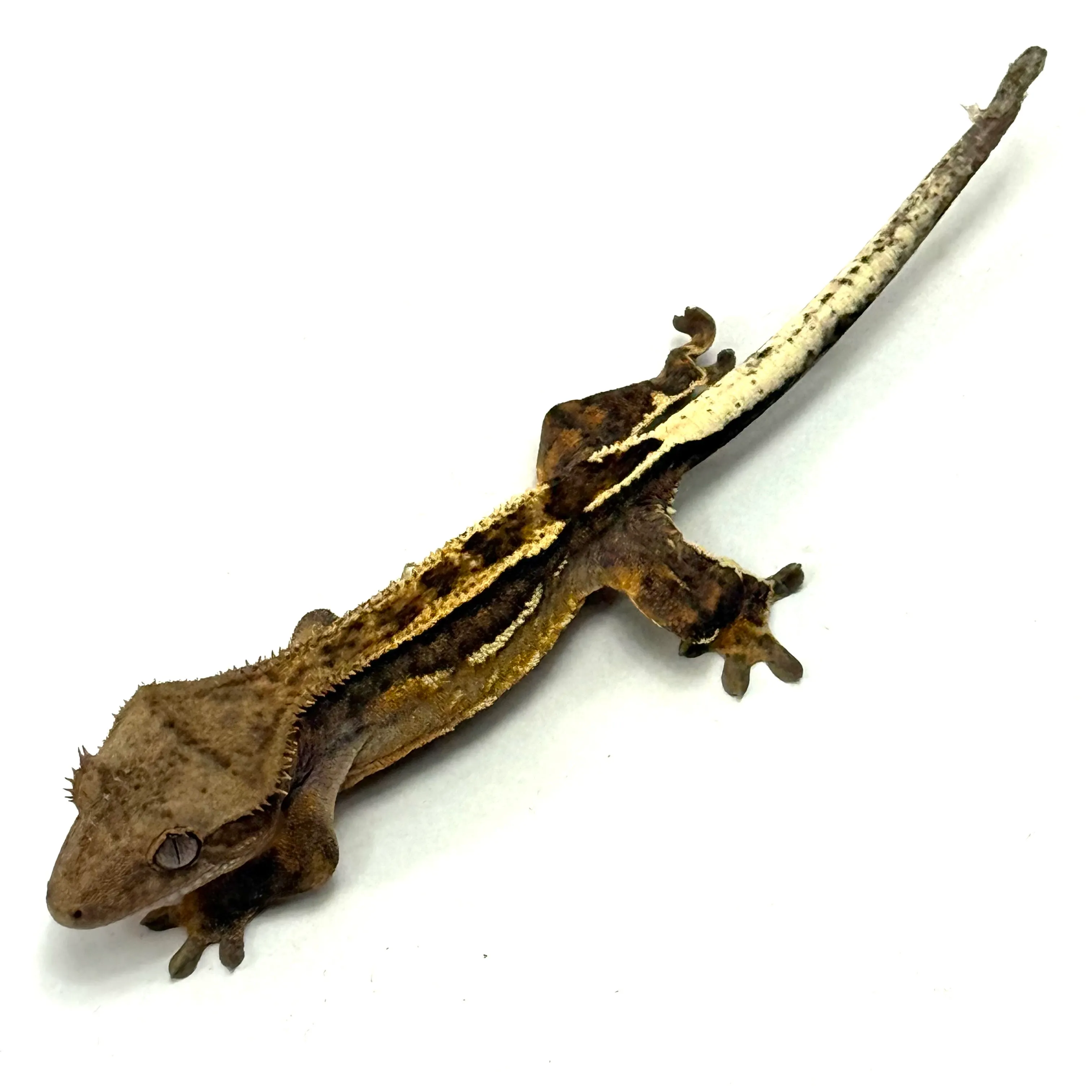 Tricolor Kronengecko