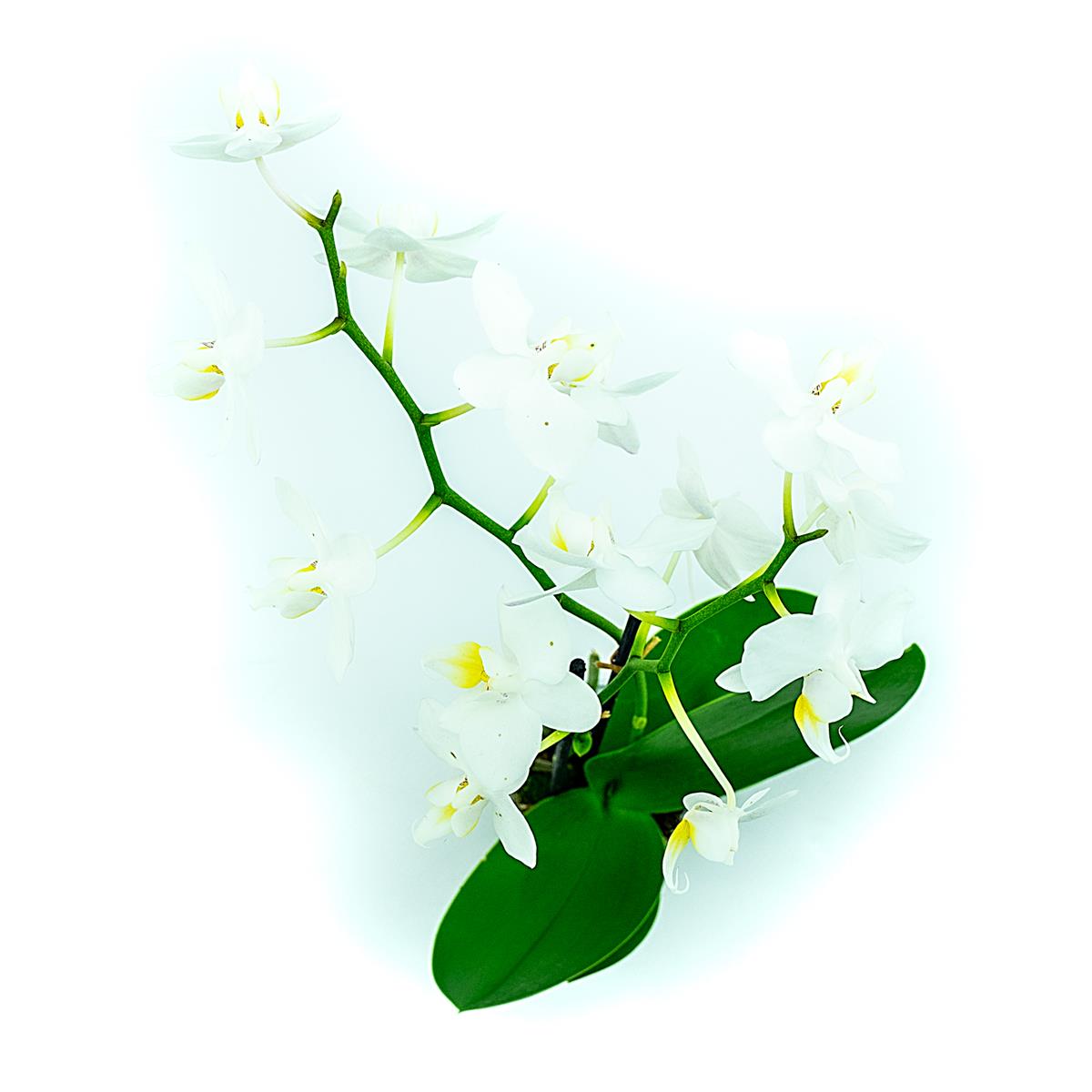 Phalaenopsis mini weiß