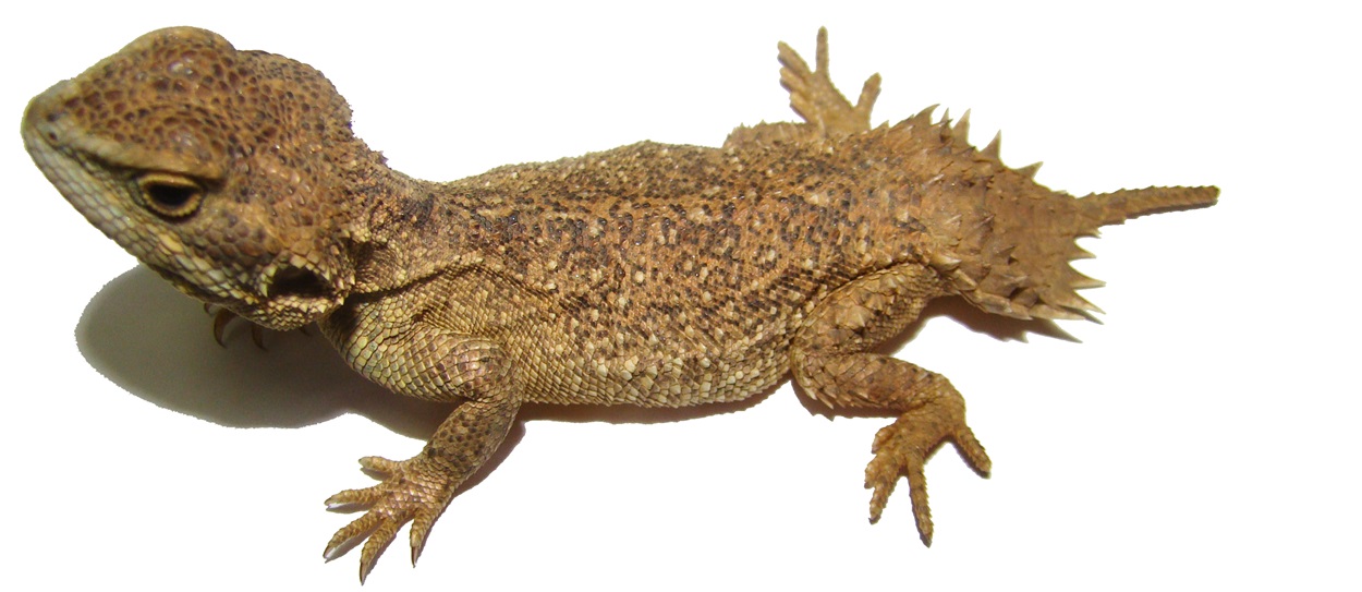 Xenagama taylori Biberschwanzagame Paar