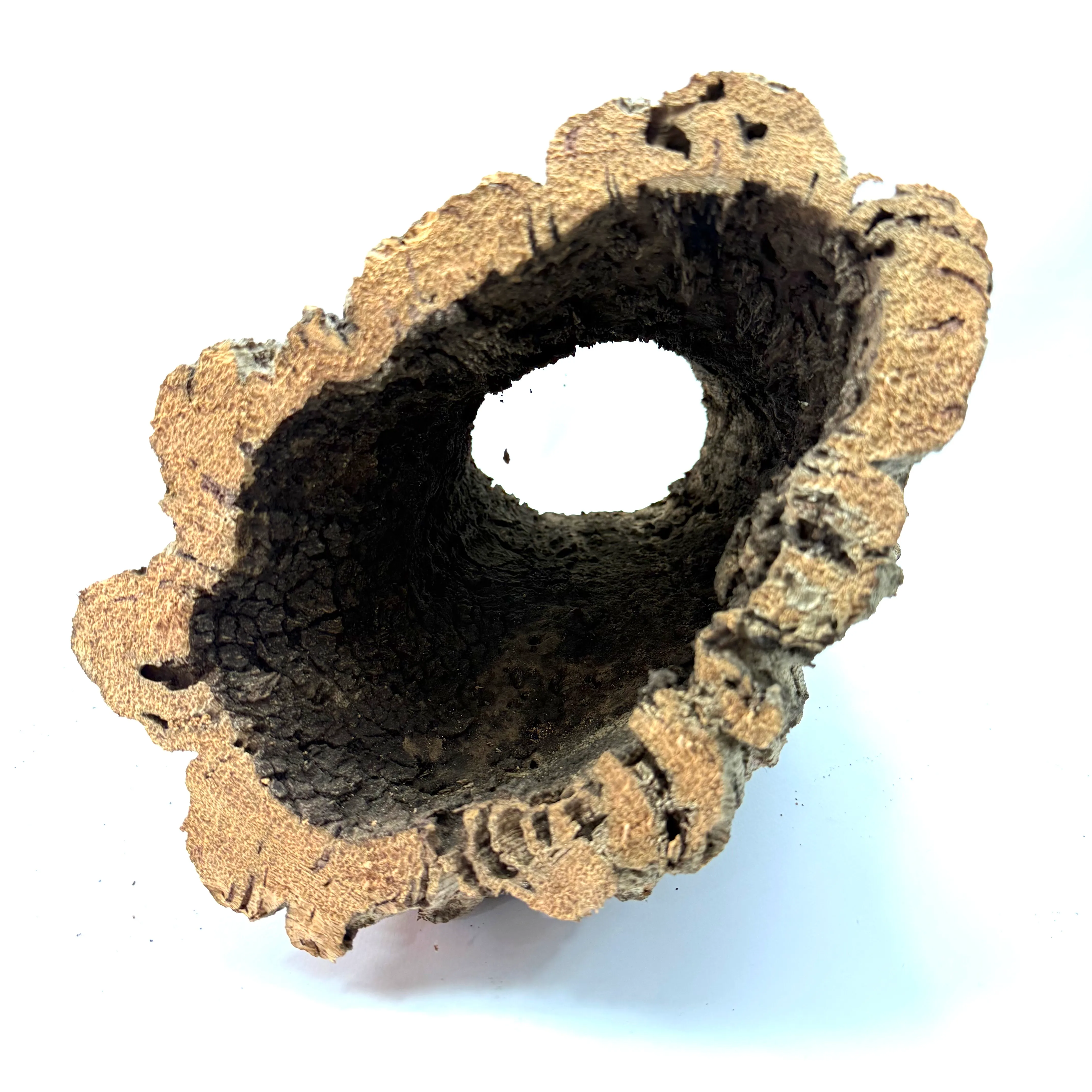 Korkröhre Korkeiche Tunnel M