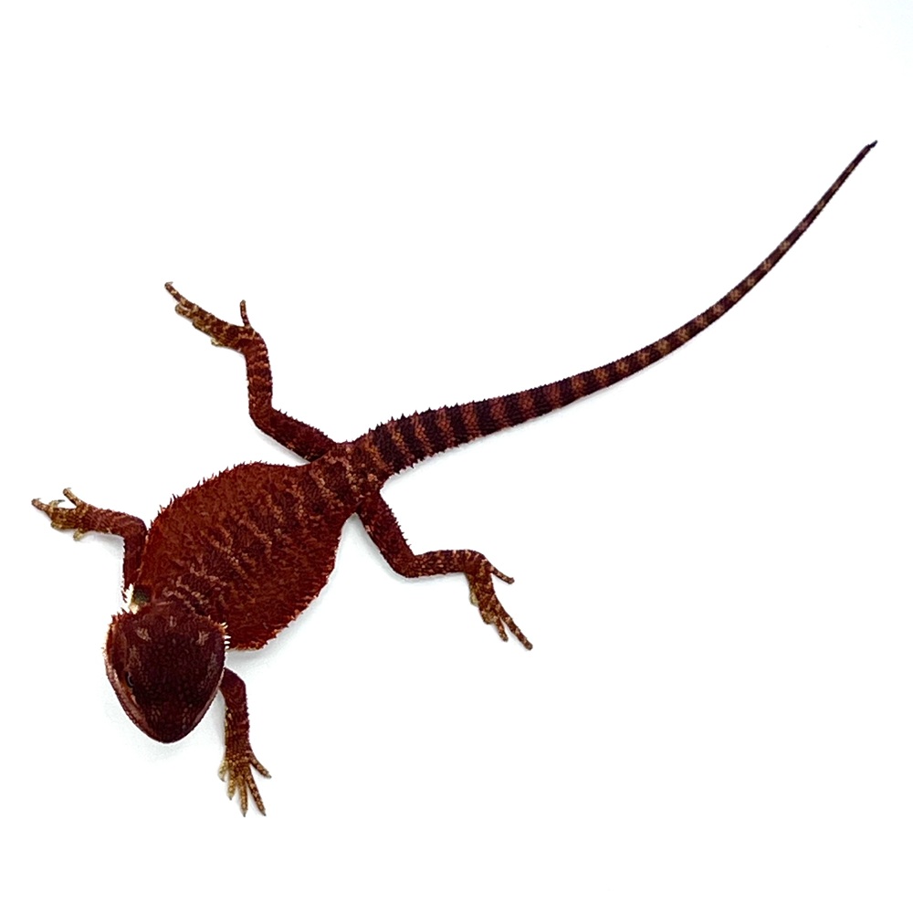 German Red Monster Bartagame Weibchen #5 / 17 cm