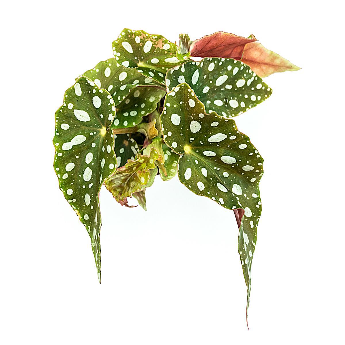 Begonia maculata Forellenbegonie
