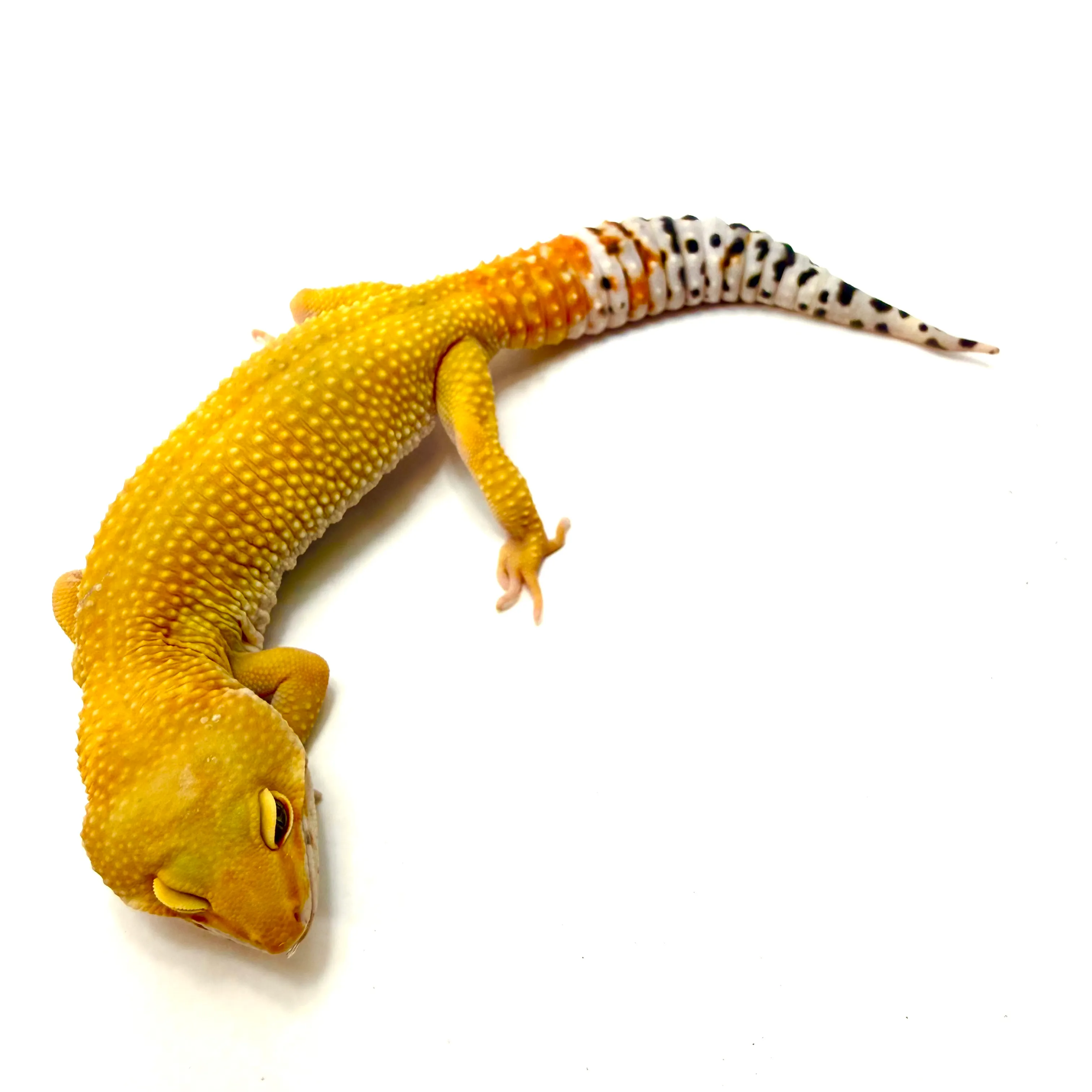 Sunglow Leopardgecko