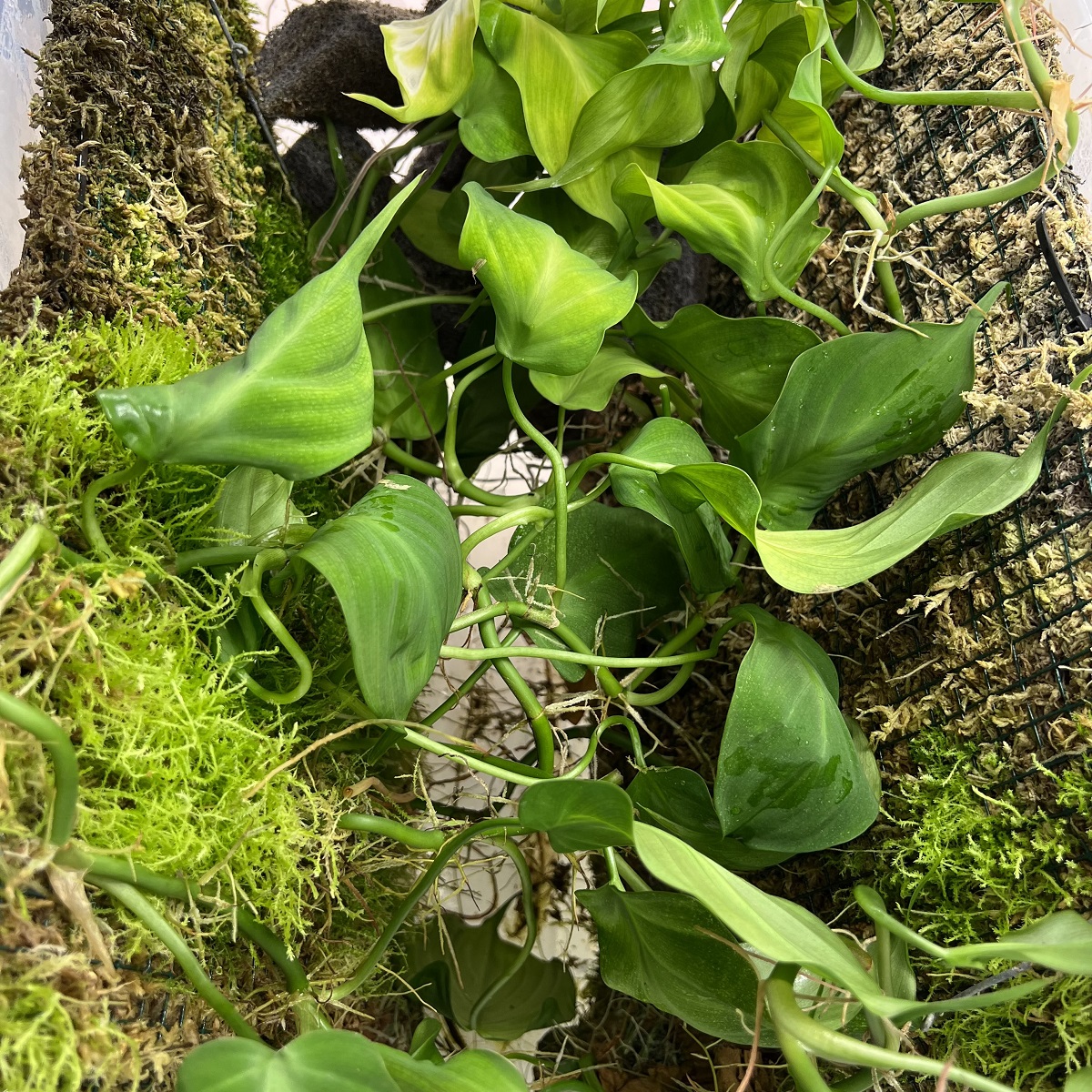 Philodendron camposportoanum Grow Box