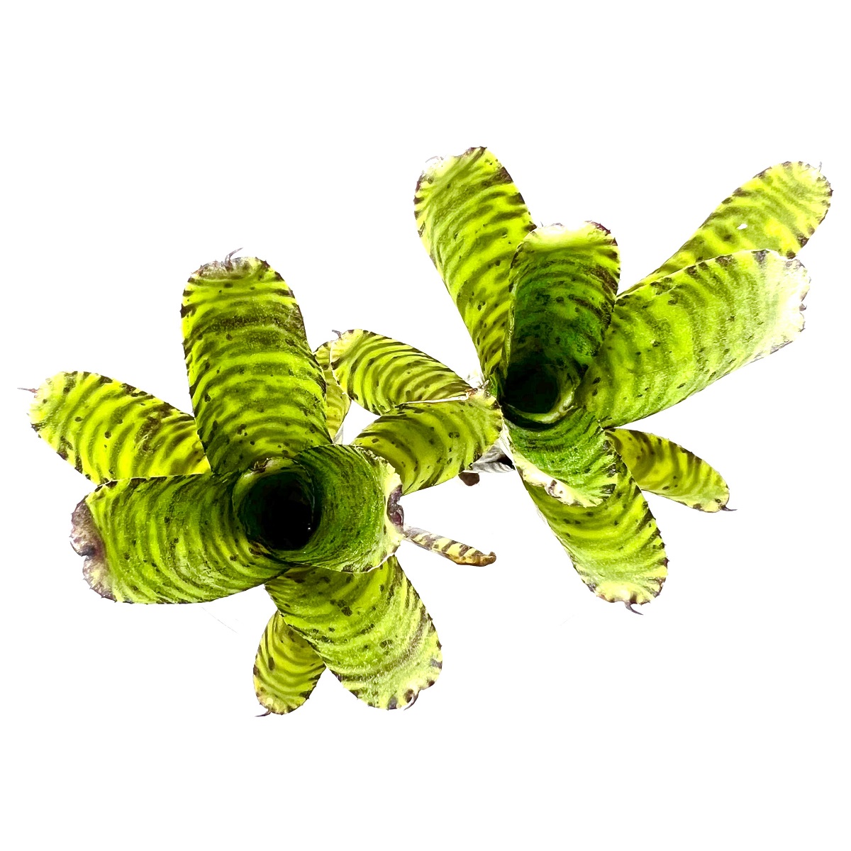 Neoregelia flerida