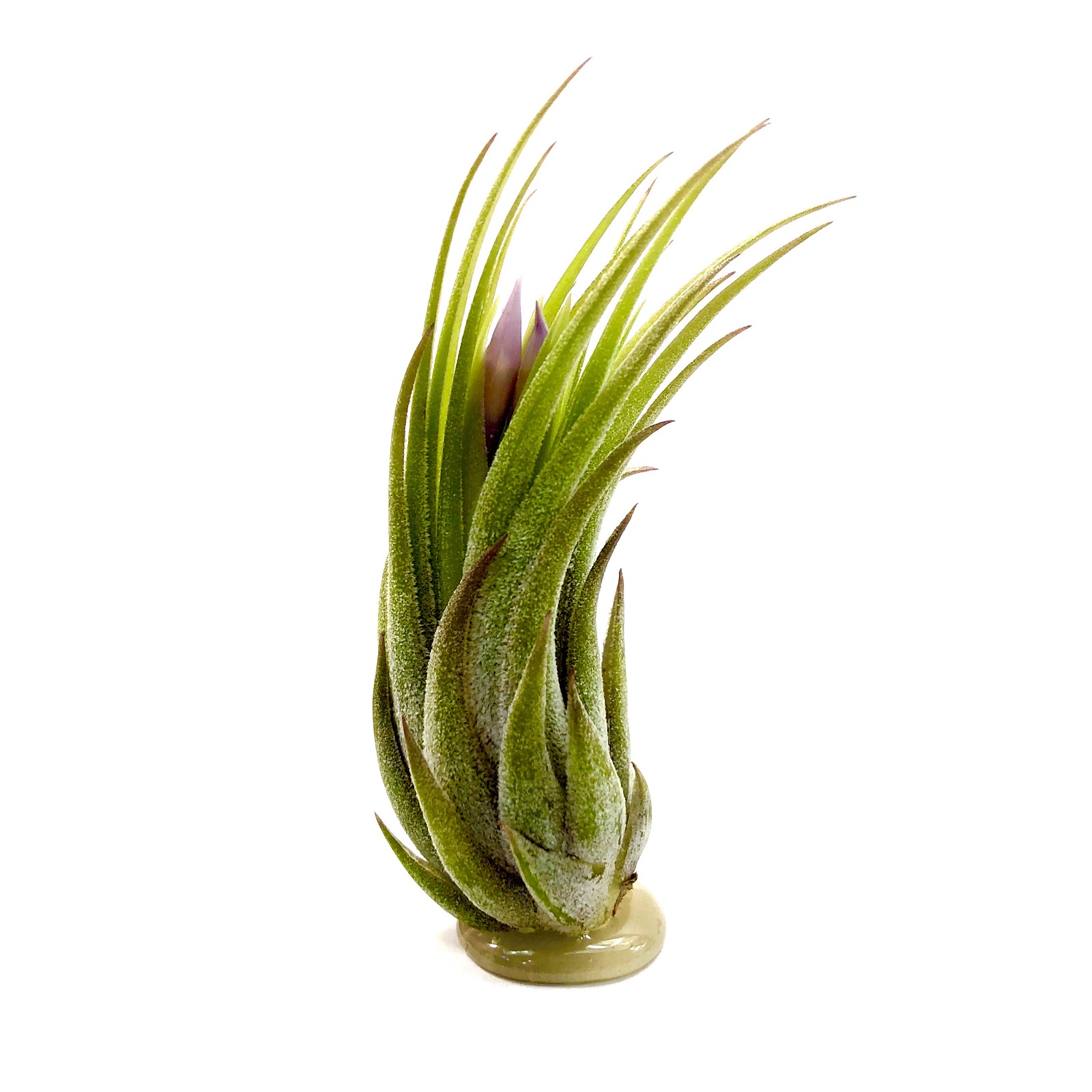 Tillandsia scaposa kolbii