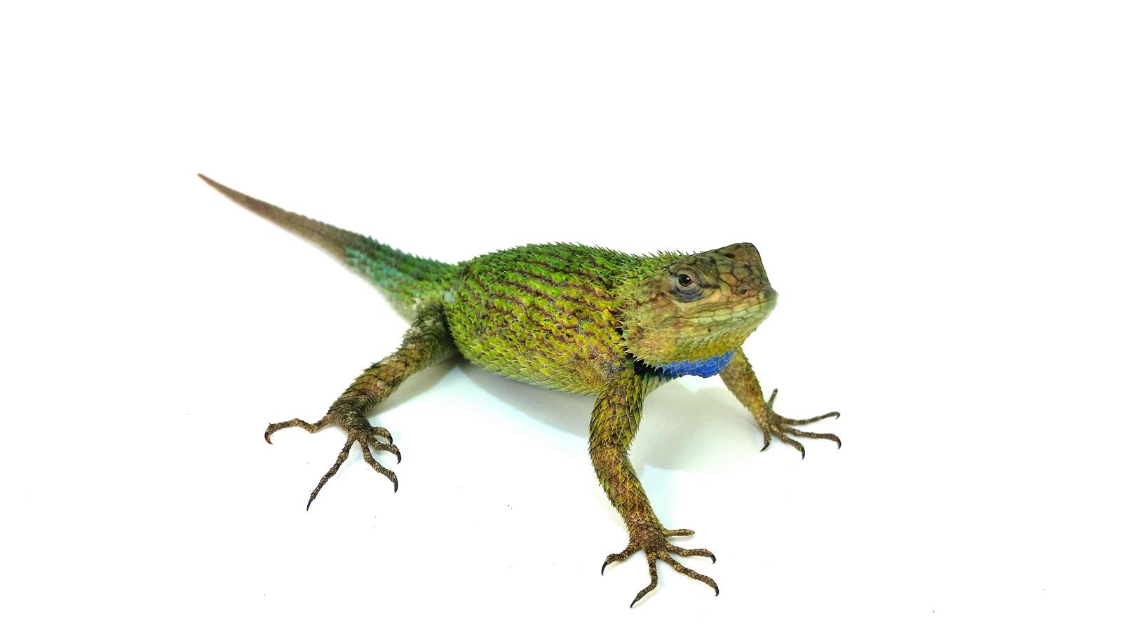 Sceloporus malachiticus weibchen