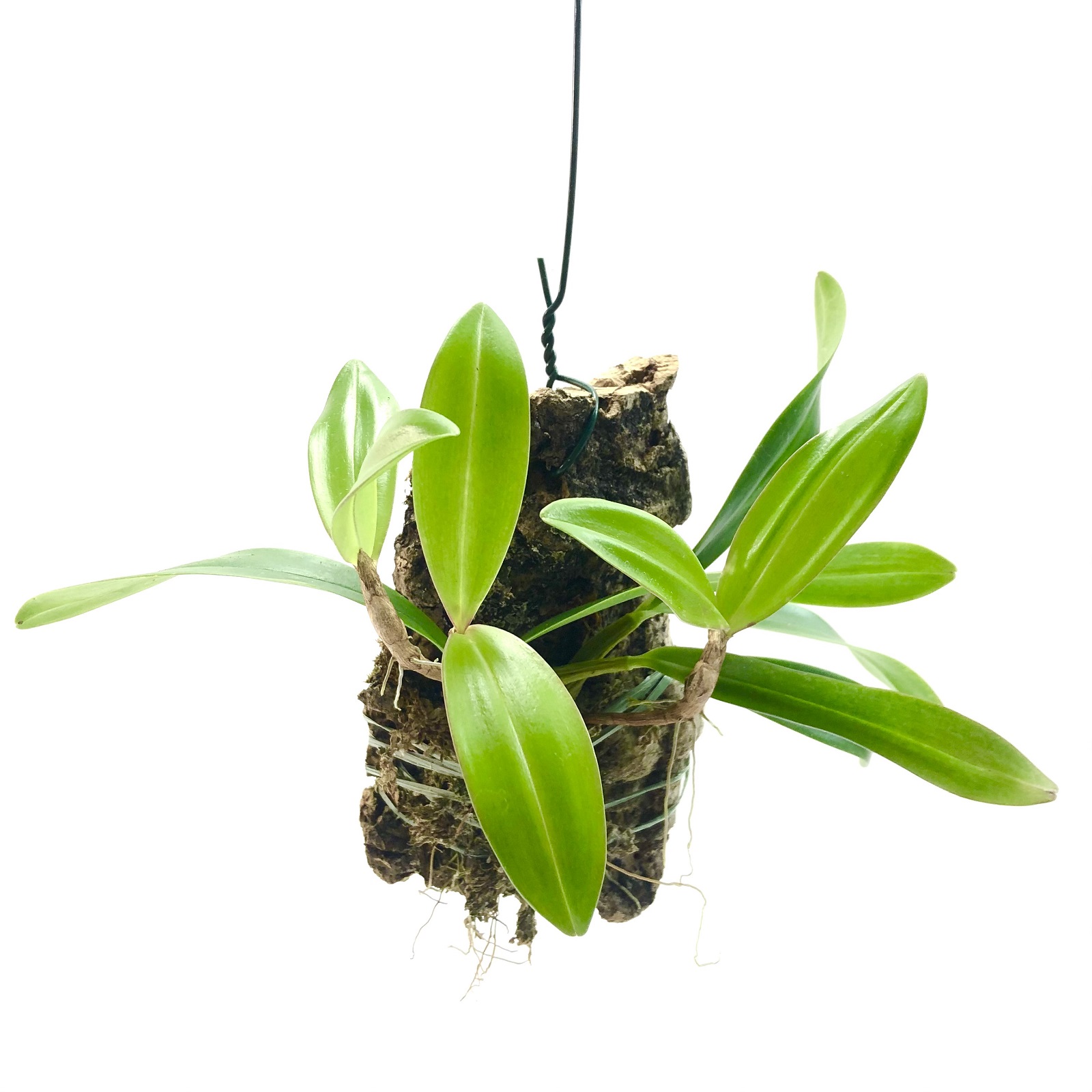 Bulbophyllum falcatum Orchidee