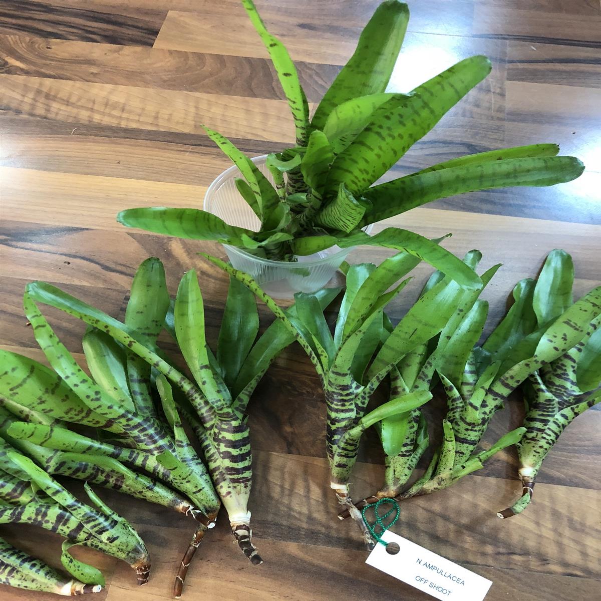 Neoregelia ampullacea Bromelie